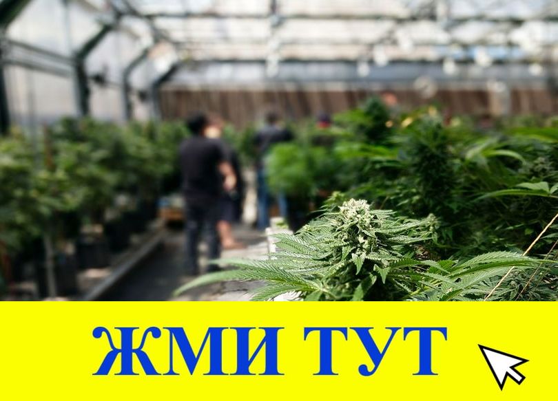 Купить наркотики в Тынде